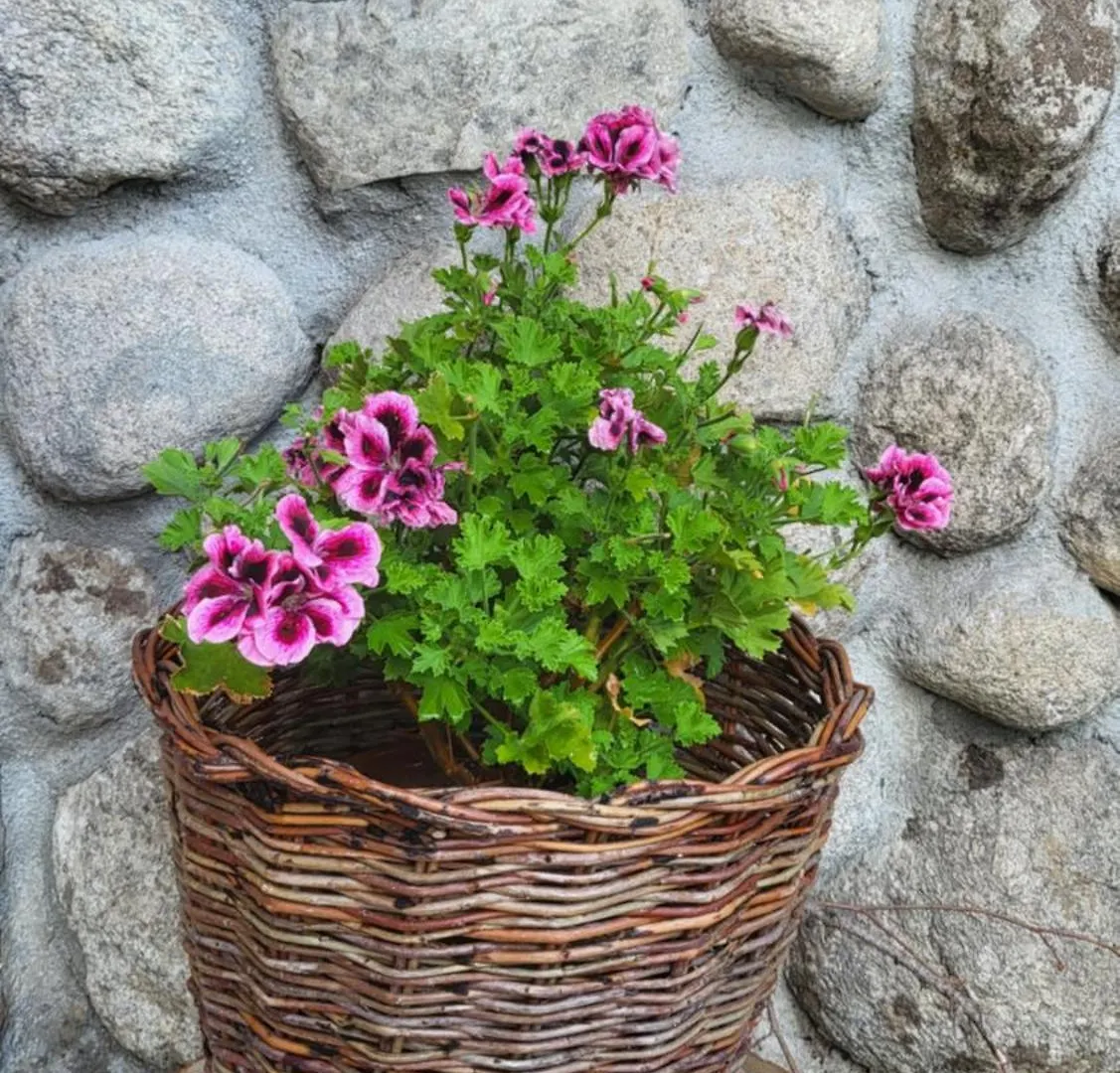 Hotel Boina House Bansko 0*,  Bulharsko